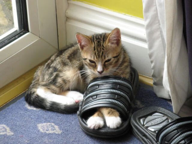 爱游戏官网-未来之星：青少年冠军的成长故事，未来之星奖项