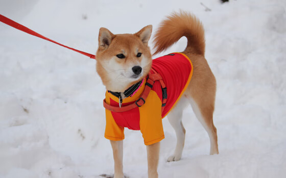 爱游戏综合娱乐-篮下硬仗：北京抢到48个篮板，攻守兼备！，北京篮球票