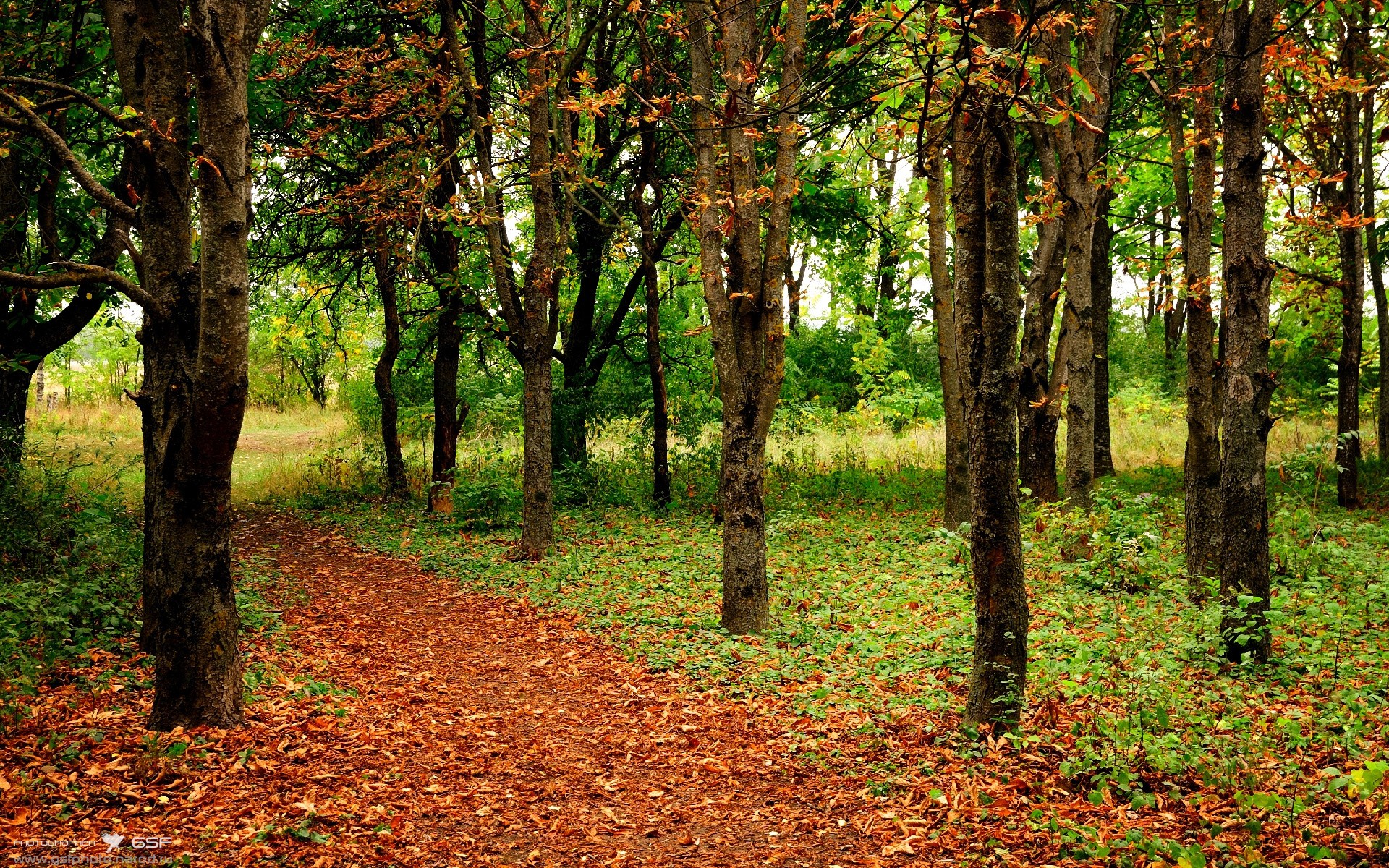 NBA球队替补席贡献度评估，nba替补席庆祝集锦
