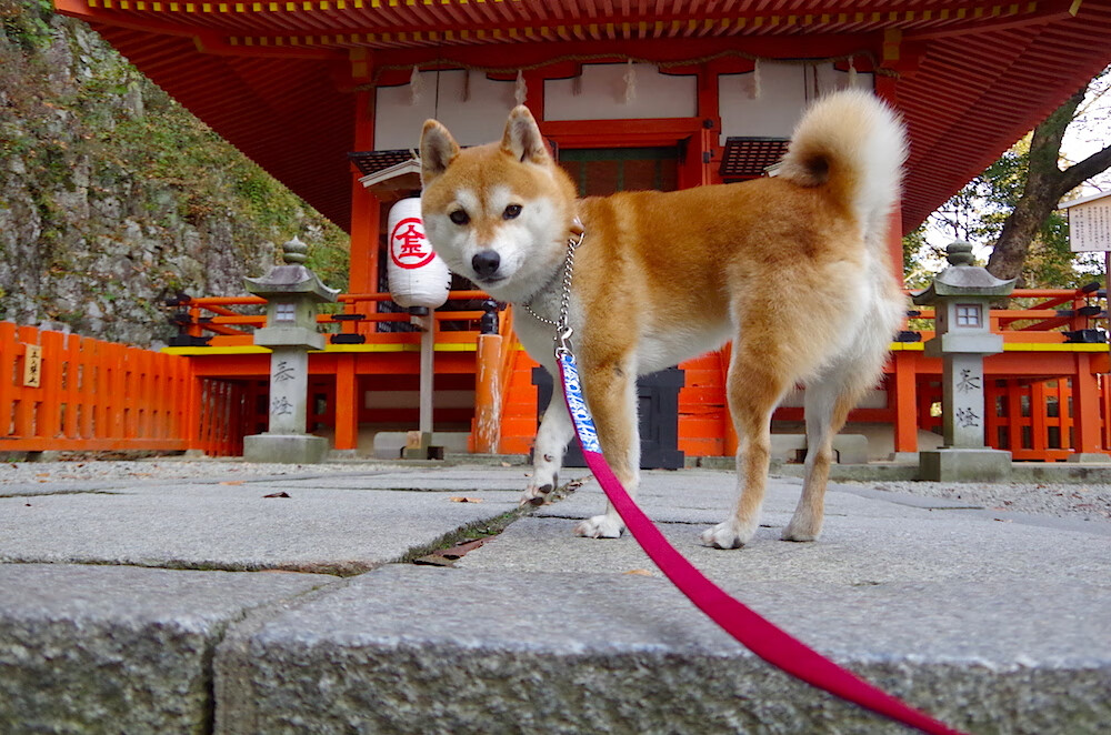 英超赛季中期球员心理疲劳状态监测方法研究，英超受伤率