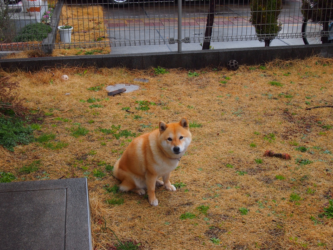 中国女篮世界排名上升 球迷振奋不已,中国女篮世界排第几