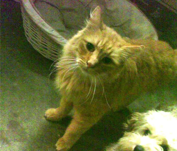 体育新闻中心开展体育传媒职业技能提升培训，体育传媒的前景