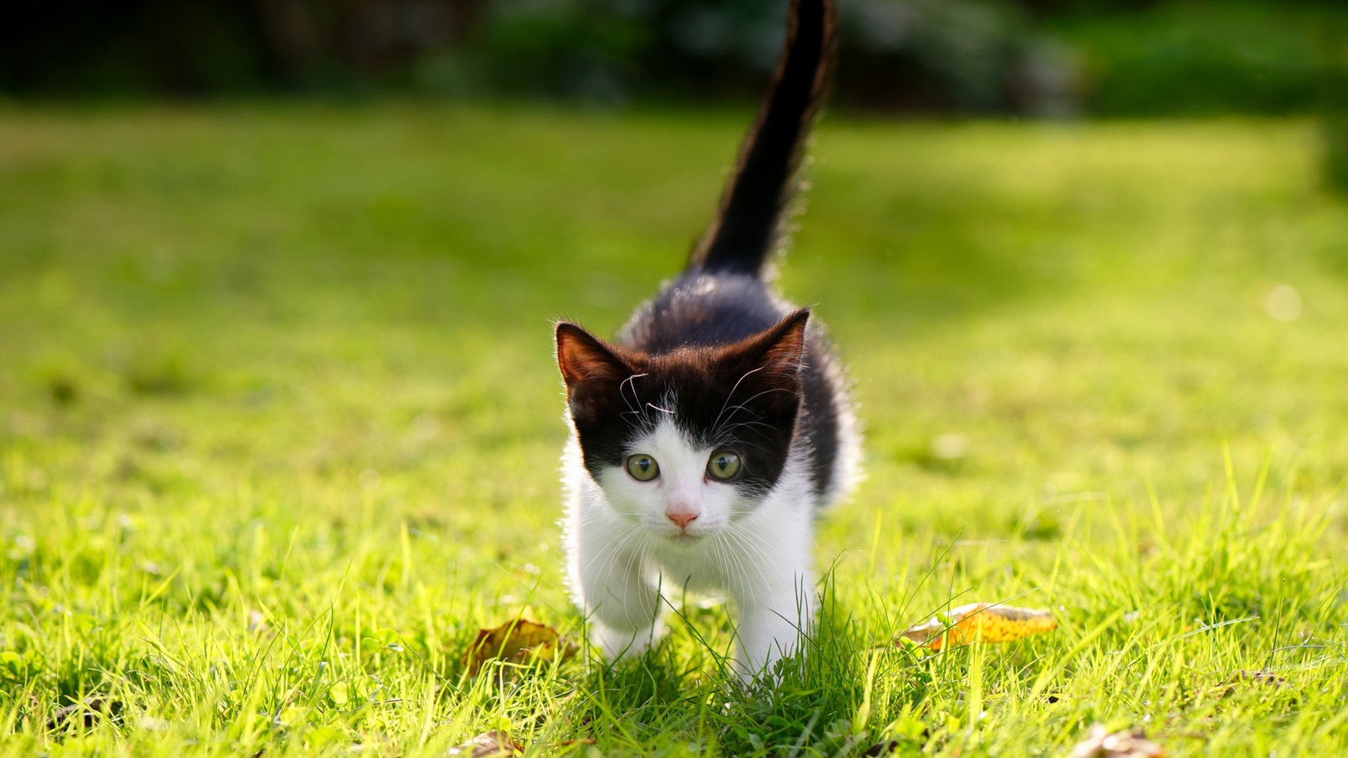 爱游戏下载-埃及队在2024年混合团体世界杯上的快速进步，埃及足球世界杯