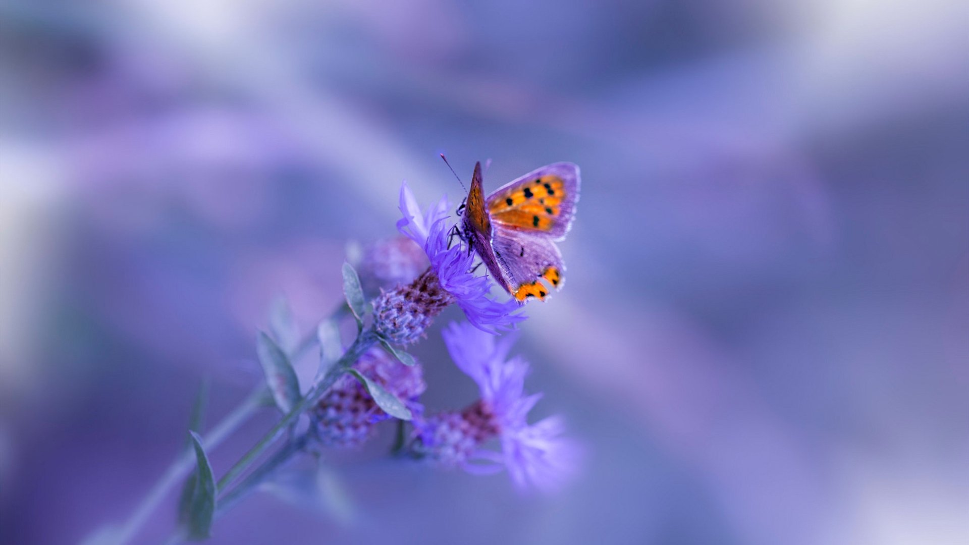 埃及队在2024年混合团体世界杯上的快速进步，埃及足球世界杯