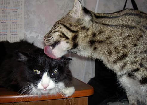 特色足球文化节创新体验项目丰富,吸引大量游客,足球文化节活动