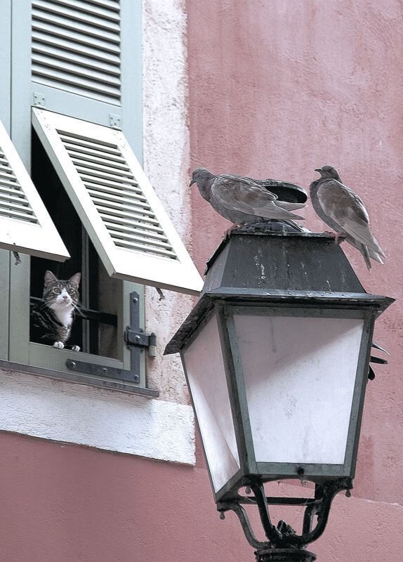 爱游戏中国官方登录入口网站-皮特·斯图斯：凭借精湛防守帮助南非队锁定胜局，斯特皮特